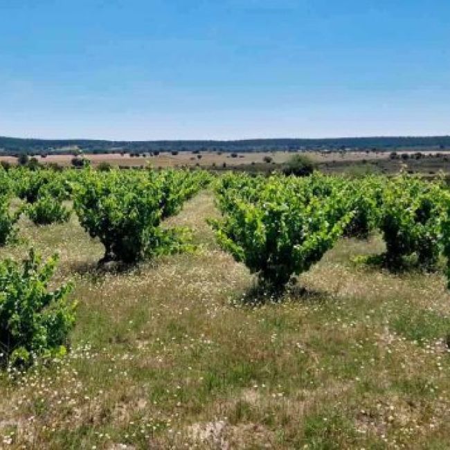 Nuestros viñedos