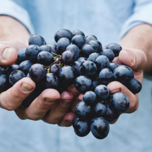 Racimo de uvas en las manos