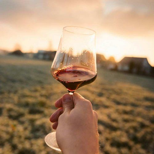Vinos tintos